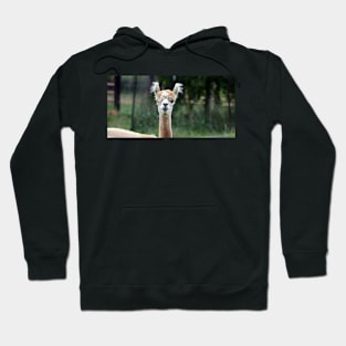 Alpacha Hoodie